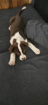 Labrador Retriever and Australian Cattle Dog Blue Heeler Dogs Available for Adoption in Fayetteville, Tennessee - Sable | PetCurious