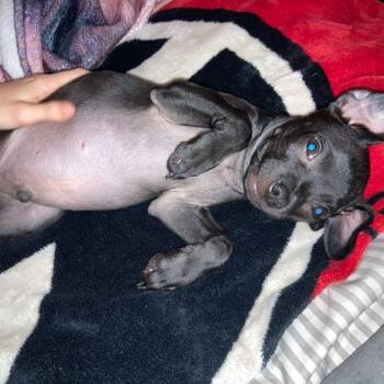 Bodie -  Chihuahua and Pug Dog for Adoption in Rossville, Georgia - Bodie | PetCurious