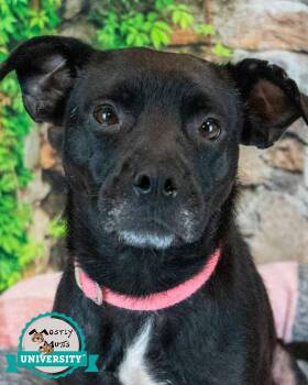 Jolene -  Terrier and Labrador Retriever Dog for Adoption in Kennesaw, Georgia - Jolene | PetCurious