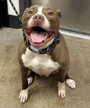 Dallas -  Pit Bull Terrier Dog for Adoption in Cleveland, Ohio - Dallas | PetCurious