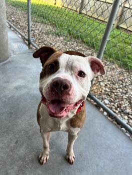 Rescue Terrier Dogs for Adoption in Ontario, Ohio - Stone | PetCurious