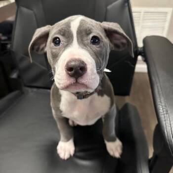 Piper -  Pit Bull Terrier Dog for Adoption in Dayton, Ohio - Piper | PetCurious
