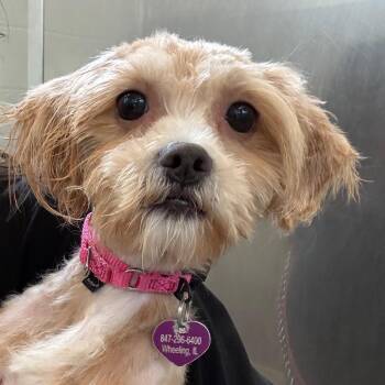Cosette -  Miniature Poodle Dog for Adoption in Wheeling, Illinois - Cosette | PetCurious