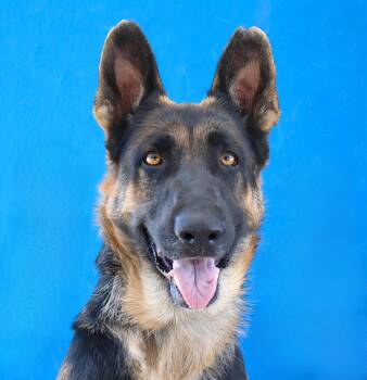 BIRDIE -  German Shepherd Dog Dog for Adoption in Pasadena, California - BIRDIE | PetCurious