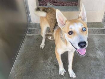 ADRIAN -  Siberian Husky and Shiba Inu Dog for Adoption in Tustin, California - ADRIAN | PetCurious