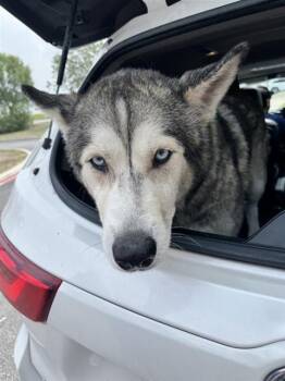 Husky Dogs Available for Adoption in San Antonio, Texas - IRENE | PetCurious
