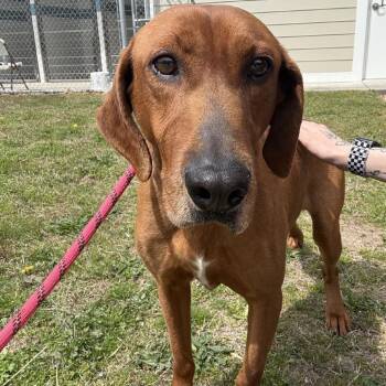 Mixed Breed Dogs Available for Adoption - Rocket | PetCurious