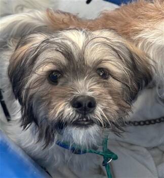 Rescue Shih Tzu and Mixed Breed Dogs for Adoption in Dallas, Texas - BENITO | PetCurious