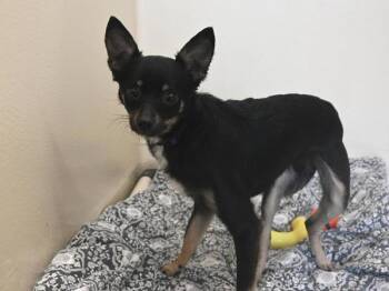 Chihuahua and Terrier Dogs Available for Adoption in Portland, Oregon - Dean | PetCurious