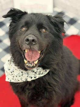 Rescue Flat Coated Retriever and Chow Chow Dogs for Adoption in Warren, Michigan - Felix | PetCurious