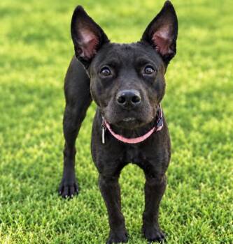 Eevee -  Staffordshire Bull Terrier and Schipperke Dog for Adoption - Eevee | PetCurious