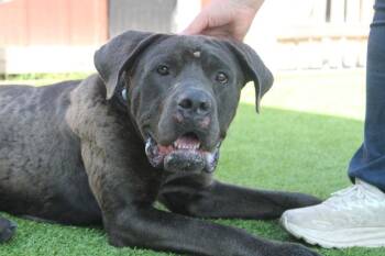 Lugnut -  Cane Corso Dog for Adoption in Chestertown, Maryland - Lugnut | PetCurious