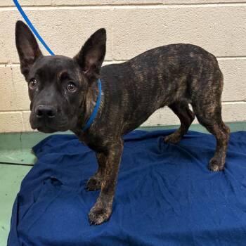 Priya -  Mixed Breed Dog for Adoption in Memphis, Tennessee - Priya | PetCurious