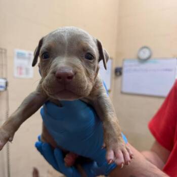 Harrington -  Pit Bull Terrier Dog for Adoption in Birmingham, Alabama - Harrington | PetCurious