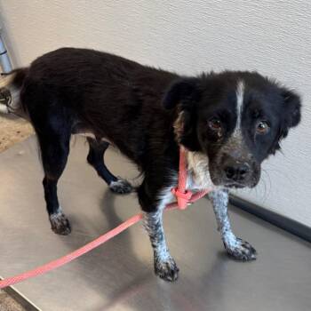 109051 -  Mixed Breed Dog for Adoption in Las Cruces, New Mexico - 109051 | PetCurious