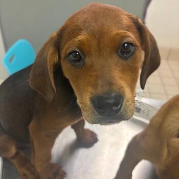 Sierra -  Mixed Breed Dog Available for Adoption in Charleston, West Virginia - Sierra | PetCurious