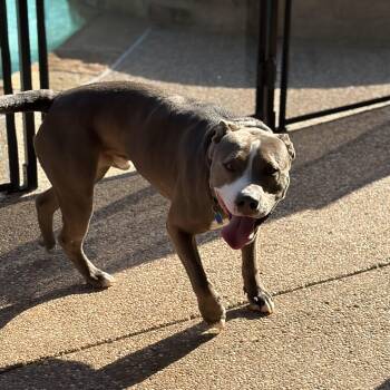 American Bully and American Staffordshire Terrier Dogs Available for Adoption in Mansfield, Texas - Kingston | PetCurious
