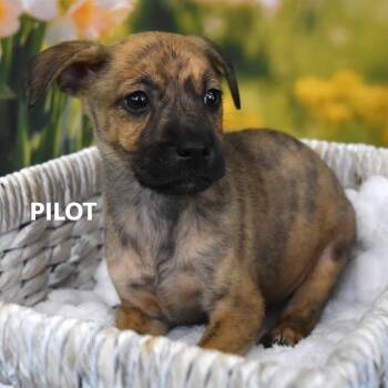 Pilot -  Mixed Breed Dog for Adoption in Tempe, Arizona - Pilot | PetCurious