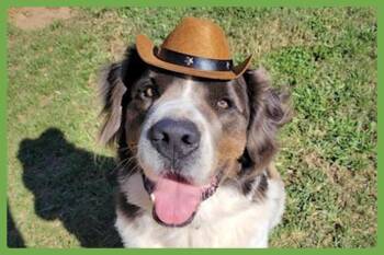 George -  Great Pyrenees and Saint Bernard Dog for Adoption in Amherst, Massachusetts - George | PetCurious