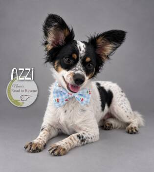 Azzi -  Papillon and Yorkshire Terrier Dog for Adoption in Benton, Louisiana - Azzi | PetCurious