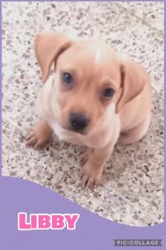 Libby -  Beagle and Terrier Dog for Adoption in Ringwood, New Jersey - Libby | PetCurious