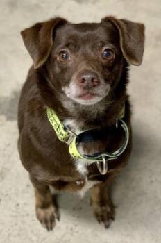 Rescue Mixed Breed Dogs for Adoption in Eugene, Oregon - Habanero | PetCurious