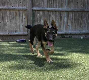 Bob -  Mixed Breed Dog for Adoption in Pembroke, Massachusetts - Bob | PetCurious