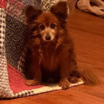 Rascal -  Mixed Breed Dog for Adoption in Rossville, Georgia - Rascal | PetCurious