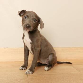 Madam D70665 -  Labrador Retriever and Mixed Breed Dog for Adoption in Minnetonka, Minnesota - Madam D70665 | PetCurious