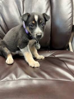 Moonshadow -  Border Collie and Shepherd Dog for Adoption in Carson City, Nevada - Moonshadow | PetCurious