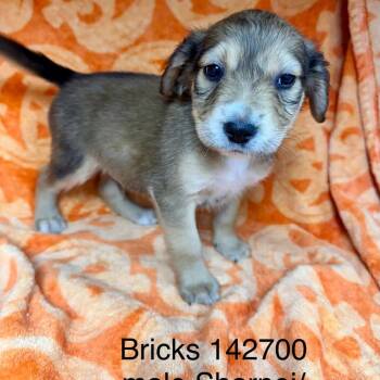 Bricks -  Australian Shepherd and Shar Pei Dog for Adoption in New Tazewell, Tennessee - Bricks | PetCurious