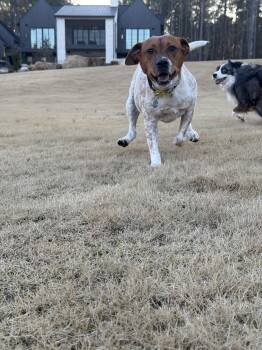 Jack Russell Terrier and Australian Cattle Dog Blue Heeler Dogs Available for Adoption - Johnny | PetCurious