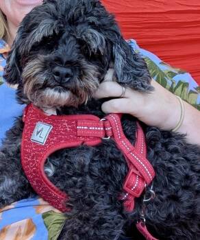 Rescue Miniature Poodle and Shih Tzu Dogs for Adoption in Hartsville, South Carolina - Comet | PetCurious