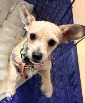 ARCHIE -  Chihuahua and Terrier Dog for Adoption in Broomfield, Colorado - ARCHIE | PetCurious