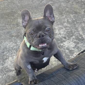 Diamond -  French Bulldog Dog for Adoption in Huber Heights, Ohio - Diamond | PetCurious