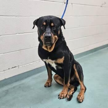 Mixed Breed Dogs Available for Adoption in Memphis, Tennessee - Jack Lambert | PetCurious