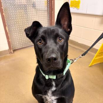 Bass -  Retriever and Mixed Breed Dog for Adoption in San Antonio, Texas - Bass | PetCurious