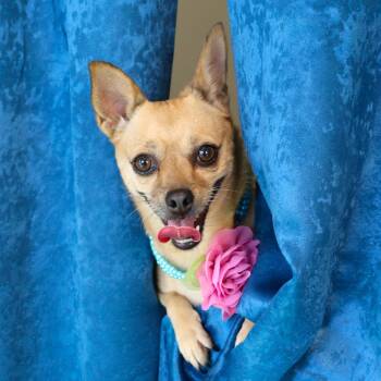 Rescue Chihuahua Dogs for Adoption in Richmond, Texas - Francie (Francine) | PetCurious