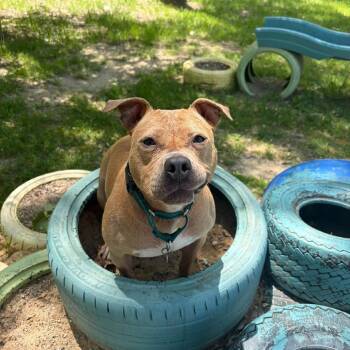 Churro -  Mixed Breed Dog for Adoption in Dearborn, Michigan - Churro | PetCurious