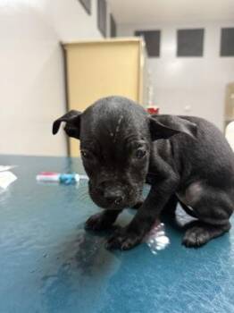 Abby -  Pit Bull Terrier and Mixed Breed Dog for Adoption in Pequot Lakes, Minnesota - Abby | PetCurious