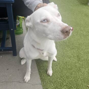 Bell -  Husky Dog for Adoption in Fall River, Massachusetts - Bell | PetCurious