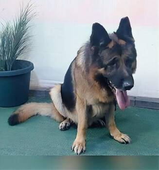 German Shepherd Dog Dogs Available for Adoption - WOOLFY | PetCurious