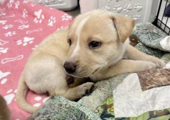 River -  Terrier and Pit Bull Terrier Dog for Adoption in Annapolis, Maryland - River | PetCurious