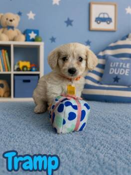 Tramp -  Maltipoo Dog for Adoption in Arlington, Texas - Tramp | PetCurious