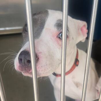 American Staffordshire Terrier Dogs Available for Adoption in Greenville, South Carolina - Itsy | PetCurious