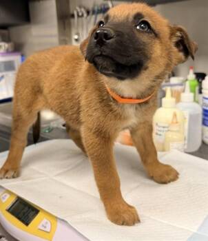 Belgian Shepherd Malinois Dogs Available for Adoption - ROMEO | PetCurious