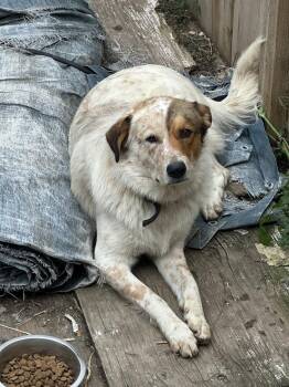 Copper -  Australian Cattle Dog Blue Heeler Dog for Adoption in Winnipeg, Manitoba - Copper | PetCurious