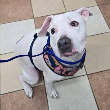 Nala -  American Staffordshire Terrier Dog for Adoption in Grand Rapids, Michigan - Nala | PetCurious