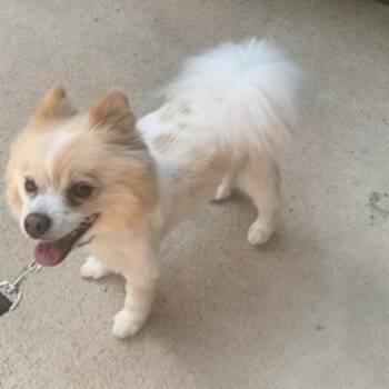 Max - Houston -  Pomeranian Dog for Adoption in Garland, Texas - Max - Houston | PetCurious