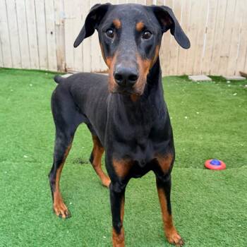 Joker (Benefactor Dog) -  Doberman Pinscher Dog for Adoption in New Orleans, Louisiana - Joker (Benefactor Dog) | PetCurious